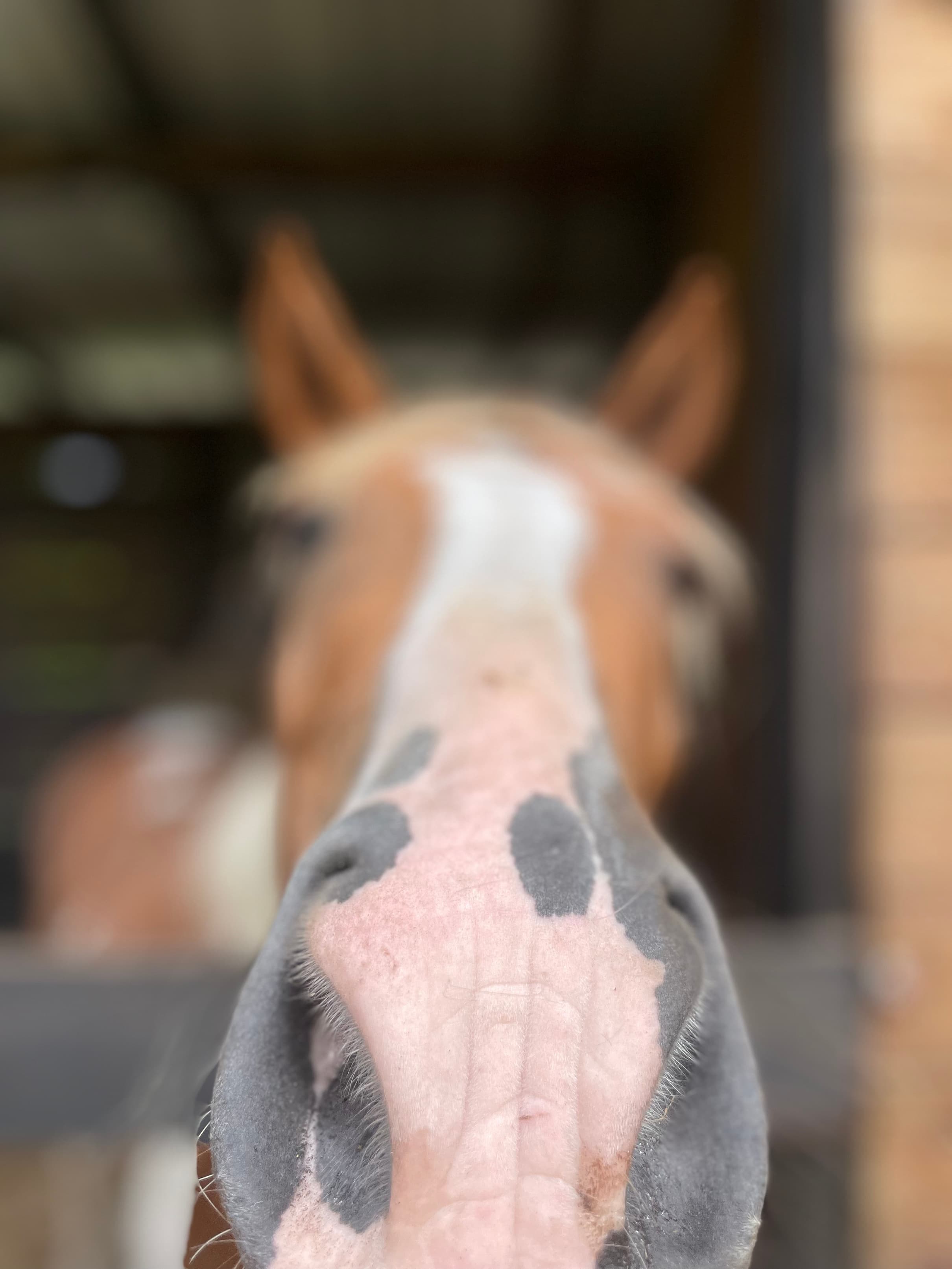 Caballo de FUNDOACA